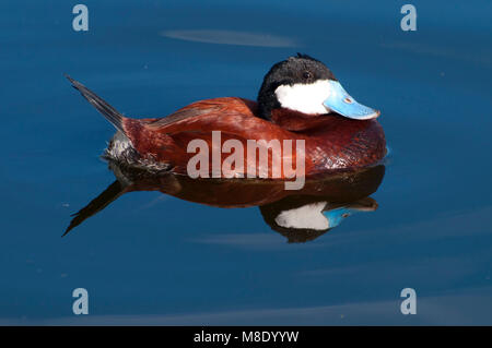 Ruddy Duck (Oxyura Jamaicensis), San Diego Zoo Safari Park, San Diego County, Kalifornien Stockfoto