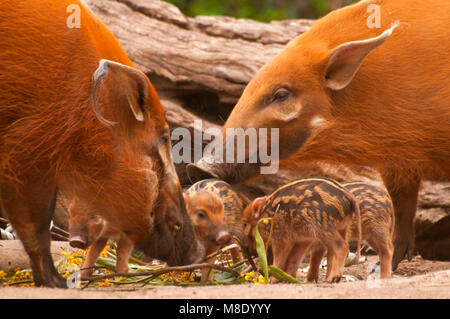 Red River hog (Potamochoerus Porcus), San Diego Zoo Safari Park, San Diego County, Kalifornien Stockfoto