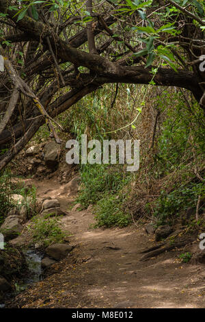 Fußweg durch den Barranco de los Cernicalos, Gran Canaria Stockfoto