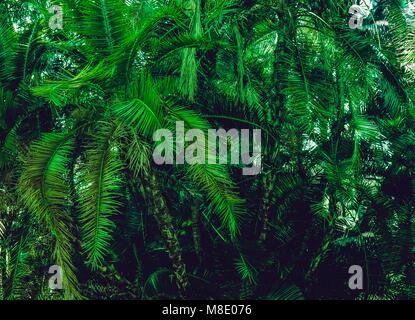 Green Palm langen Zweigen üppigen Bush Sommer tropischen Hintergrund. Süditalien Stockfoto