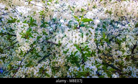 Frühling Frucht kirsche Aprikose apple tree branches weiße Blüte Blumen Hintergrund lässt. Soft Focus Stockfoto
