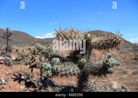 El Molino Viejo San Quintin Baja California Stockfoto