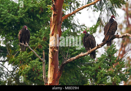 Drei Truthahngeier (Cathartes Aura) im Arbutus Baum, Saint, BC, Kanada Stockfoto