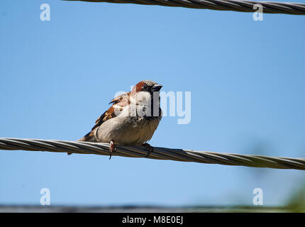 Haussperling (Passer domesticus) auf einem Draht, Jocotopec, Jalisco, Mexiko Stockfoto