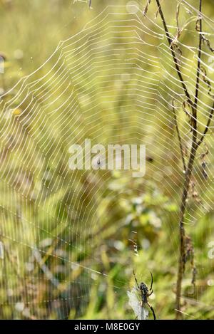 Schwarz und Gelb Garten Spinne (Argiope aurantia) oder gelb Garten orbweaver im Web mit Tau Tropfen in Morgen auf grasbewachsenen Prärie in Wisconsin. Stockfoto