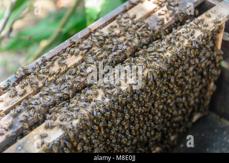 Waben fallen in Bienen in einem Bienenkorb, Vietnam Stockfoto