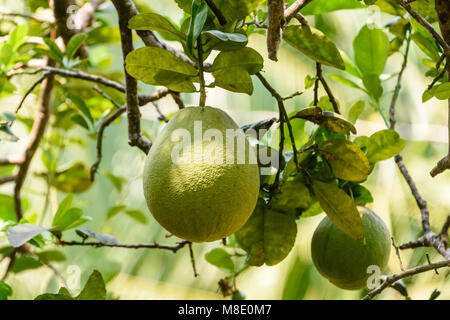 Jackfrüchte wachsen auf einem Baum, Vietnam Stockfoto