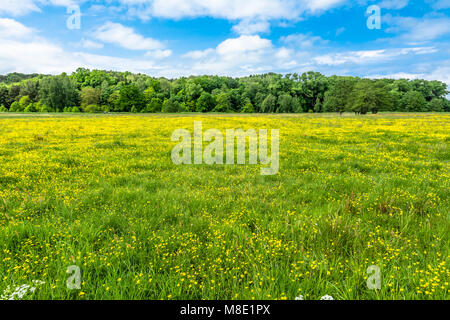 Gelbe butterblume Blumen auf Frühling Wiese in der Nähe von Forest und blauer Himmel Stockfoto