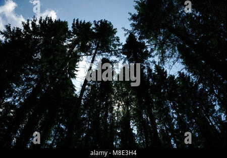 Schwarze Ratte Schlange im hohen Baum Stockfoto