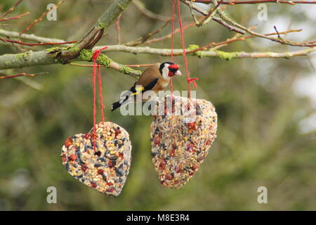 Stieglitz (Carduelis carduelis) Feeds zu einem Hausgemachten herzförmige Bird Feeder, mit Fett, Sonnenblumenkerne und Hecke Beeren im späten Winter UK verpackt Stockfoto