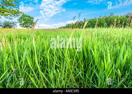 In der Nähe von Gras auf der grünen Wiese im Frühling Landleben Landschaft Stockfoto