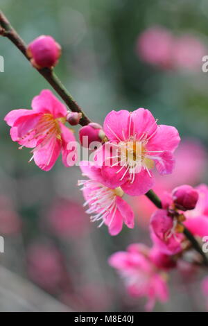 Prunus japanische Aprikose 'Beni-Chidori 'Japanische Aprikose Baum, Blüte im Februar, Großbritannien Stockfoto