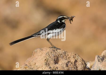 Afrikaanse Bonte Kwikstaart met Voer; African Pied Wagtail mit Nahrungsmitteln Stockfoto