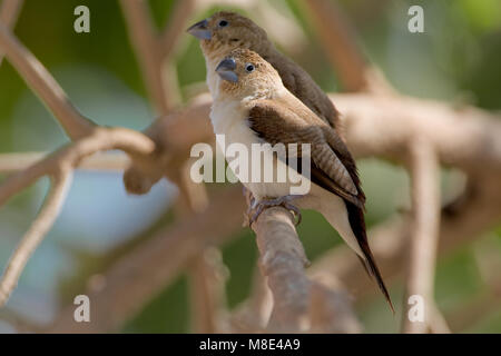 Zilverbekje zittend op een takje; Afrikanische Silverbill auf Ast sitzend Stockfoto