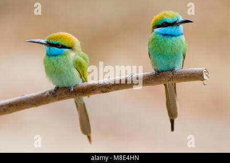 Arabische Kleine Bijeneter zittend Volwassen; 1001 Green Bee-eater nach gehockt Stockfoto