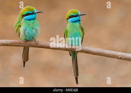 Arabische Kleine Bijeneter zittend Volwassen; 1001 Green Bee-eater nach gehockt Stockfoto