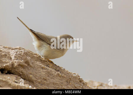 Sterpazzola nana; asiatische Wüste Warbler; Sylvia nana Stockfoto