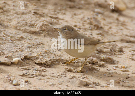 Sterpazzola nana; asiatische Wüste Warbler; Sylvia nana Stockfoto