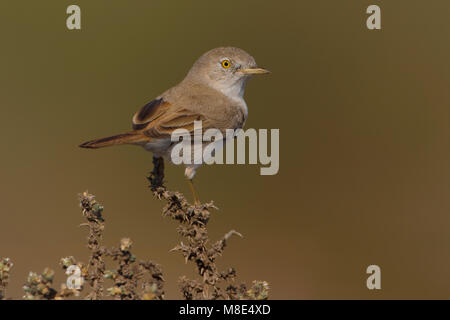 Woestijngrasmus in Lage struikjes Asiatische Wüste Warbler ist niedrig Scheuern Stockfoto