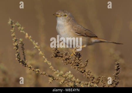 Woestijngrasmus in Lage struikjes Asiatische Wüste Warbler ist niedrig Scheuern Stockfoto