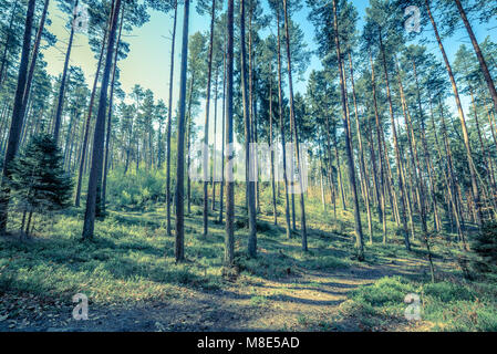 Bild von Kiefernwald, vintage Foto in Polen im Frühling Jahreszeit genommen, Landschaft Stockfoto