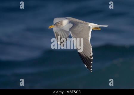 Atlantische Geelpootmeeuw ; Atlantischer Yellow-legged Gull Stockfoto