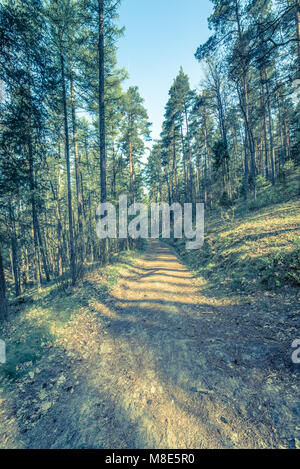 Bild der Straße in einem Pinienwald, vintage Foto in Polen im Frühling gemacht, Landschaft Stockfoto