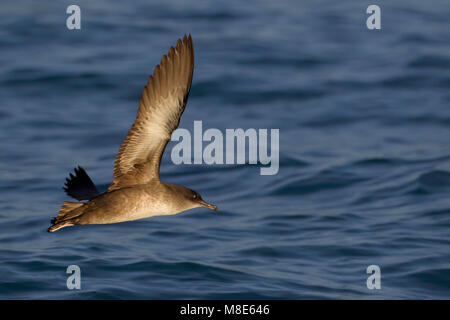 Vale Pijlstormvogel in de Vlucht; Balearen Shearwater im Flug Stockfoto