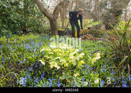 Ein Gärtner bei der Arbeit unter den Frühling Blumen in Kew Gardens, Richmond, London, vor viel von dem Vereinigten Königreich wird eingestellt, Kälte und Schnee über das Wochenende zu erleben. Stockfoto