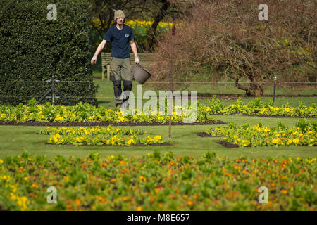 Ein Gärtner bei der Arbeit unter den Frühling Blumen in Kew Gardens, Richmond, London, vor viel von dem Vereinigten Königreich wird eingestellt, Kälte und Schnee über das Wochenende zu erleben. Stockfoto