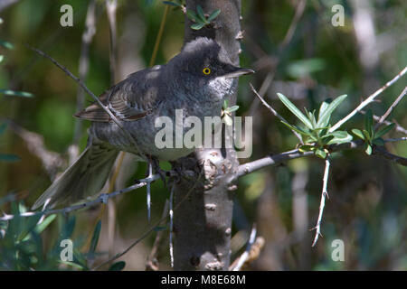 Nach mannetje Sperwergrasmus; erwachsenen männlichen Warbler gesperrt Stockfoto