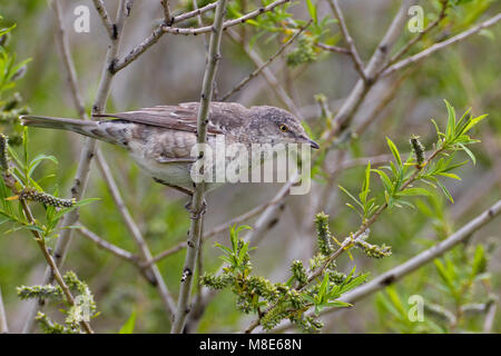 Nach mannetje Sperwergrasmus; erwachsenen männlichen Warbler gesperrt Stockfoto