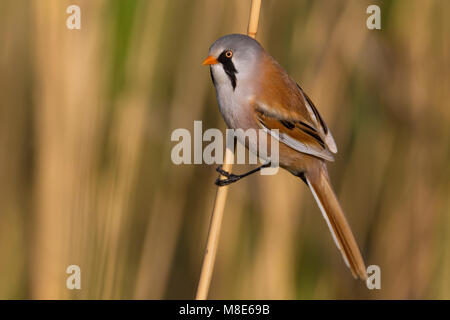Mannetje Baardman in Het Riet, männliche Bärtigen Bartmeise in Schilf Stockfoto