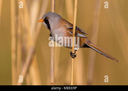 Mannetje Baardman in Het Riet, männliche Bärtigen Bartmeise in Schilf Stockfoto