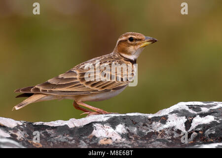 Bergkalanderleeuwerik op de Grond; Bimaculated Lerche auf dem Boden Stockfoto