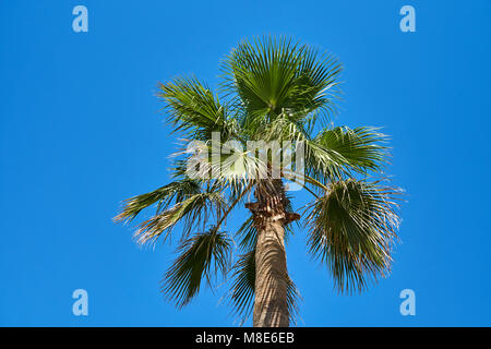 Palm Tree an einem sonnigen Tag gegen den Himmel Stockfoto