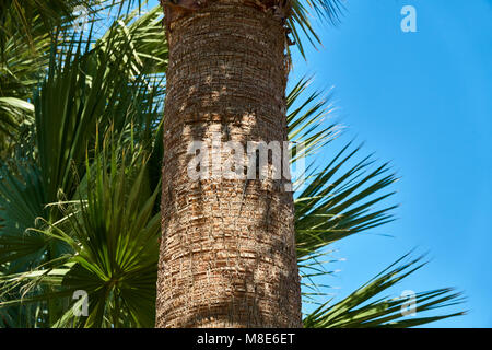 Eidechse auf dem Stamm des Palm Stockfoto