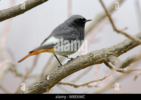 Zwarte Roodstaart mannetje op Tak; Black Redstart männlichen auf Ast sitzend Stockfoto