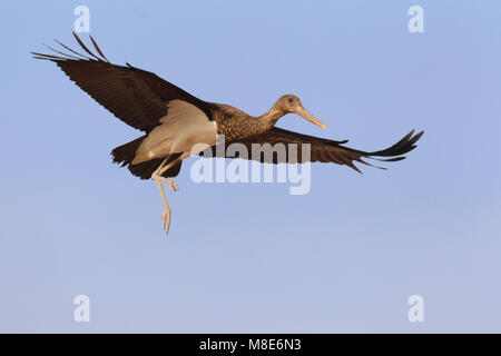 Juveniele Zwarte Ooievaar in de Vlucht; Juvenile schwarzer Storch im Flug Stockfoto