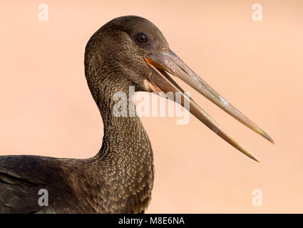 Juveniele Zwarte Ooievaar close-up; Juvenile Schwarzstorch Nahaufnahme Stockfoto