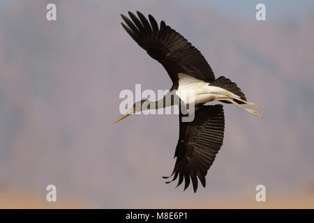 Juveniele Zwarte Ooievaar in de Vlucht; Juvenile schwarzer Storch im Flug Stockfoto