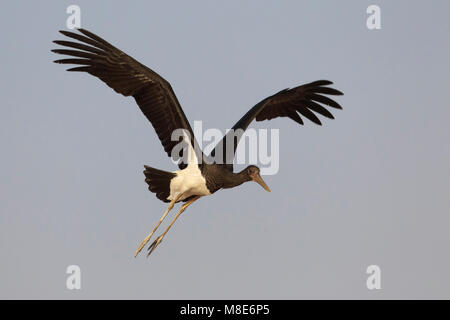 Juveniele Zwarte Ooievaar in de Vlucht; Juvenile schwarzer Storch im Flug Stockfoto