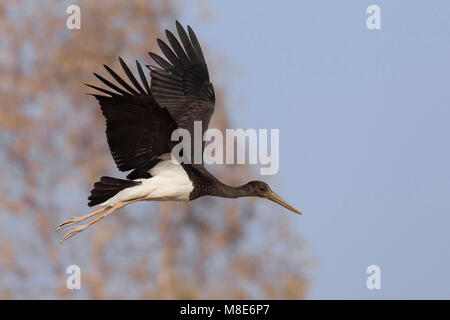 Juveniele Zwarte Ooievaar in de Vlucht; Juvenile schwarzer Storch im Flug Stockfoto