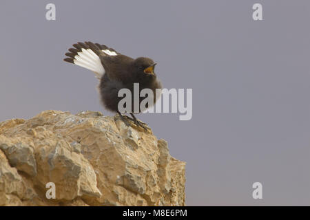 Schwarze Steinschmätzer männlichen Gesang; Zwarte Tapuit Mann zingend Stockfoto