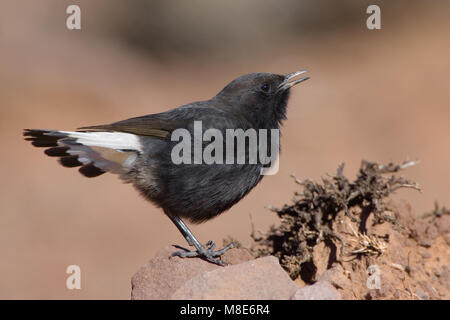 Schwarze Steinschmätzer männlichen Gesang; Zwarte Tapuit Mann zingend Stockfoto