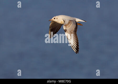 Juveniele Kokmeeuw in de Vlucht; Jugendlich Schwarz - Möwe im Flug vorangegangen Stockfoto