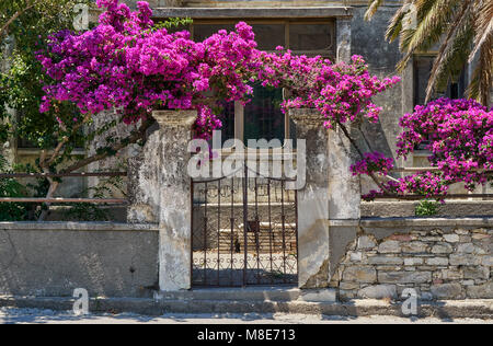 Blühende Bäume schmücken den Eingang zum alten Haus mit einem schmiedeeisernen Tor. Üppige Äste mit grünen Blättern und rosa Blumen wachsen am Steinzaun Stockfoto