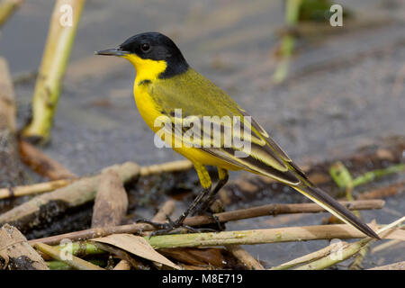 Cutrettola testanera; Schwarz - vorangegangen Bachstelze, Motacilla flava feldegg Stockfoto