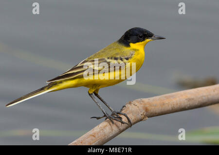 Cutrettola testanera; Schwarz - vorangegangen Bachstelze, Motacilla flava feldegg Stockfoto