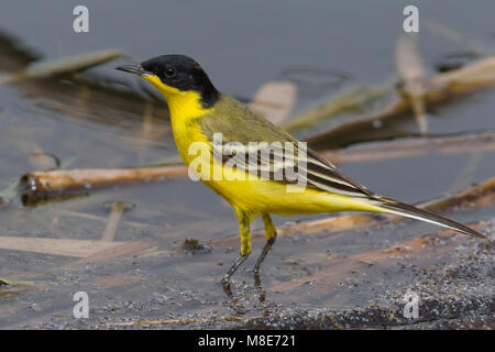 Cutrettola testanera; Schwarz - vorangegangen Bachstelze, Motacilla flava feldegg Stockfoto